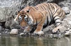 India Tiger Photography Tour Tour