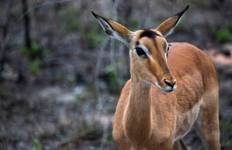 Cape, Safari and Falls (Air Price Cape Town To Johannesburg) Tour