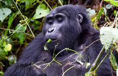 7 Day Gorillas, Wildlife, Lake Bunyonyi and Chimp Trek Tour