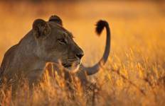 Circuit Safari Tarangire, Lac Manyara et Cratère du Ngorongoro - 3 jours/2 nuits