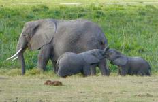Rondreis Kenia: Een Klassieke Safari Met Nairobi & Amboseli