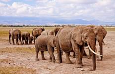Kenya: A Classic Safari with Nairobi & Amboseli Tour