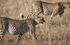 Tanzania: The Serengeti & Beyond with Serengeti extended stay Tour