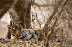 Taj Mahal & Tigers - Golden Triangle India Tour with Ranthambore 7 Days Tour