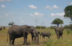 Circuit Safari pour célibataires - Kenya Afrique Vacances pour célibataires 40's - 50's et 60's+.