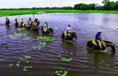 Circuit Expérience de la faune du Pantanal