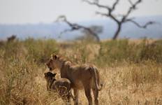 5 Days 4 Nights Mikumi & Ruaha Wildlife  Lodge Safari Tour
