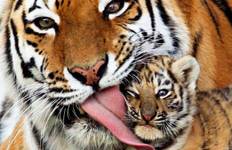 Circuit Circuit royal au Rajasthan avec tigre - Ranthambore