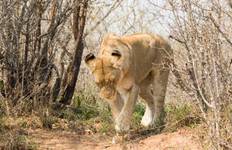 4 Day Classic Kruger Park Safari Tour