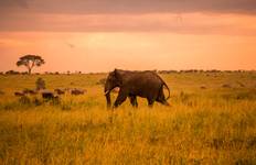 Serengeti Safari & Zanzibar Tour