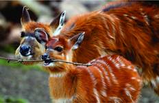 Circuit Circuit abordable de 6 jours au Kenya (avec nuit libre à l'hôtel à Nairobi)