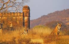 Circuit Circuit de luxe du Triangle d'Or avec Ranthambore