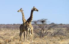 Circuit Parc national d'Etosha et Swakopmund - hébergement - 4 jours