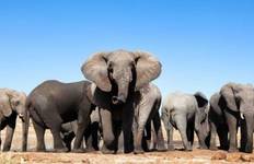 Addo - Garden Route - Cape Town  Chauffeur Drive Tour:  6 Days Tour