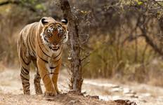 Private Trip : 07 Days Golden Triangle Tour With Ranthambore Jungle Safar!!! Tour