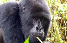 3 Day Gorilla Trekking Bwindi Impenetrable Forest NP Tour
