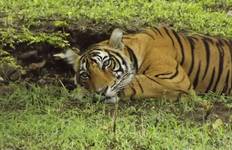 Circuit 3 jours 2 nuits Safari des tigres et visite du Taj Mahal - Prise en charge à Jaipur, dépose à Delhi