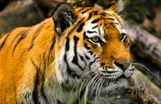 Adventures Ranthambore Wildlife Safari Tour from Delhi with Safari Rides Tour