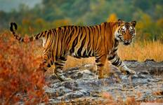 Private 4 Tage Tiger Safari und Taj Mahal ab Delhi Reise