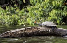 5 days - Tambopata Amazon Jungle Tour