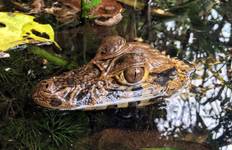 4 days - Tambopata Amazon Jungle Tour