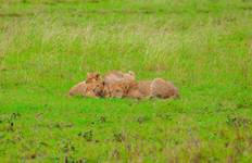 Circuit Le meilleur de la Tanzanie - 9 jours de safari de luxe