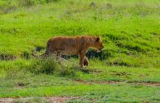 Wildebeest Migration Safari *Calving Season Safari* January - March Tour