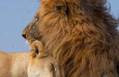 Northern Tanzania Luxury Safari Tour