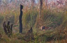 Golden Triangle Tour with Ranthambore Tour