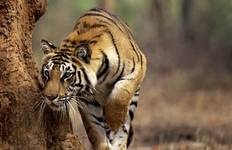 India Tiger Photography Tour Tour