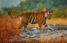 Circuit Au départ de Delhi : safari à Ranthambore avec safari et tous les repas