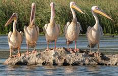 Vogelbeobachtung in Rumänien - ein Donaudelta Erlebnis Reise