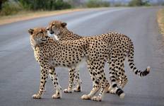 Circuit Ultimate Kruger Park Big 5 Safari