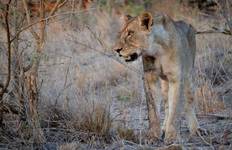 Circuit Hluhluwe- iMfolozi Big 5 et safari dans les zones humides de Sainte- Lucie