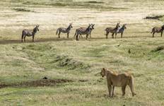 Afrikanische Safari - 12 Tage Reise