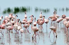 4 Days, 3 Nights Masai Mara And Lake Nakuru National Park Group Joining Safari with Complimentary Airport Pickup. Tour