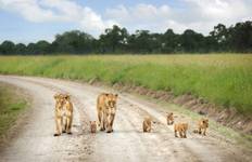 7 Days 6 Nights Budget Group Safari To Maasai Mara,lake Nakuru, Naivasha And Amboseli Parks Tour