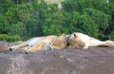Circuit 4 JOURS DANS LE MASAI MARA- LAC NAKURU EN JEEP 4X4