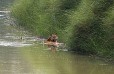 Bardia National Park Jungle safari tour - 3 Nights / 4 Days Tour