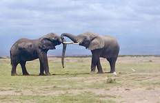 Kenya and Tanzania Overland Safari - 14 Days Tour