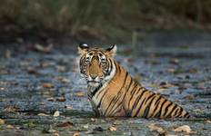 Circuit Au départ de Jaipur : Ranthambore Wildlife Safari Private Tour avec Safari Rides