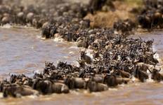 Circuit Maasai Mara Migration des gnous 2025 Safari