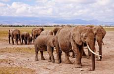 Circuit 7 jours de safari au Masai Mara, au lac Nakuru et à Amboseli
