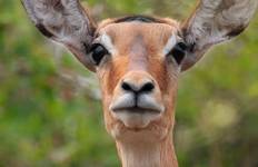 2 Day Akagera National Park safari Tour