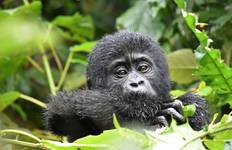 Mountain Gorillas and Chimpanzee Safari Uganda Tour
