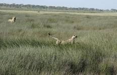 Circuit Safari de 5 jours en Tanzanie - Hébergement dans le Serengeti