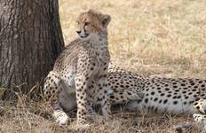 Circuit Onze jours de safari circulaire en lodge au Kenya et en Tanzanie