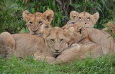 Das Beste aus Kenia und Tansania Safari - 6 Tage Reise