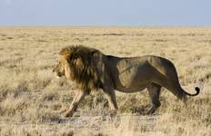 Circuit Safari au Kenya dans les parcs d'Amboseli et de Tsavo, de Nairobi à Mombasa - 5 jours