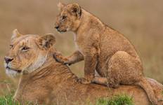 3 Days Kenya Masai Mara Medium Range Joining safari Tour